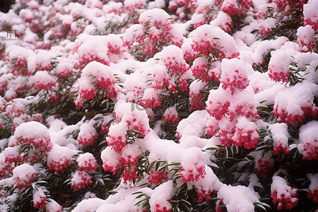 雪花盛开的植物