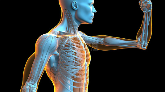 过度背景图片_3D 肩部运动屈曲伸展和过度伸展图示