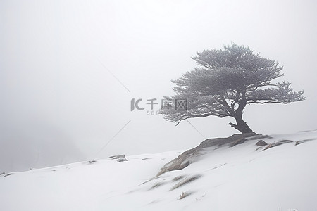 一棵孤独的树矗立在白雪覆盖的山上