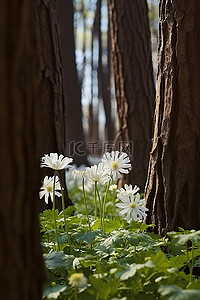 白色的花朵背景图片_白色的花朵生长在一群树之间