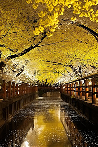 夜晚的樱花树背景图片_在我的照片中，在夜间盛开的樱花树花园中央 kbc 4m sajeon