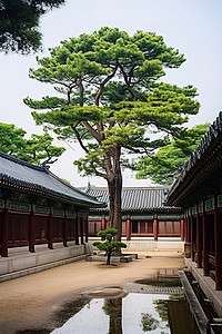 建筑传统背景图片_一栋有树木的老建筑的大庭院