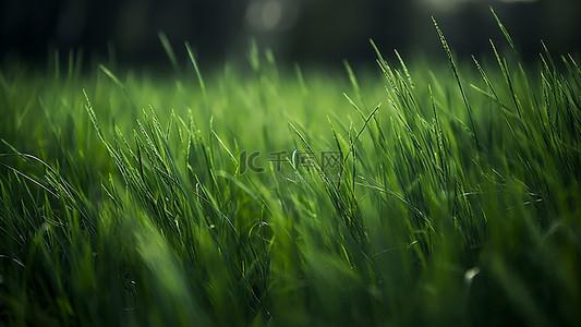 春天绿叶绿色背景图片_草地植物大地绿叶