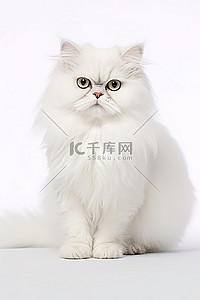 可爱猫背景背景图片_一只白色波斯猫坐在白色背景上