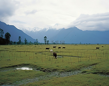 奶牛在田野里，远处有山