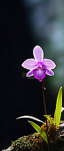 兰花炒虾仁背景图片_深色背景下长在地里的紫色兰花