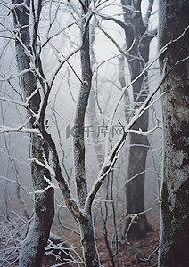 雾森林中覆盖着冰雪的树木