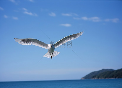 白色海鸥背景图片_一只白色的鸟张开翅膀在空中飞翔