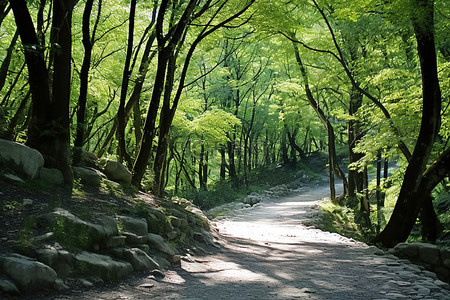 小路背景图片_一条穿过树林的小路