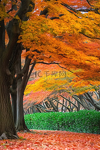 日本秋天 秋天的树木 花园公园 冲绳 u