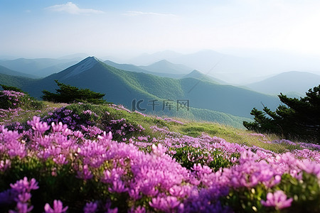 山边的野生紫色花朵