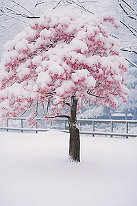 冬天的树背景图片_冬天的树，雪中开着粉红色的花