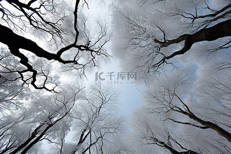 青森县日元县的冷枝和绿雪