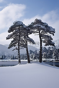 雪地雪景背景图片_山区湖面上雪中的五棵松树