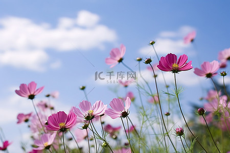 粉红色的花朵在蓝天背景的田野中绽放