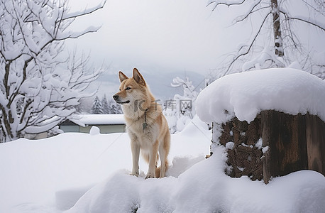 高柱子背景图片_一只狗站在雪覆盖的柱子旁