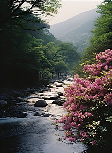 一条田园诗般的河流，有盛开的粉红色花朵和树木