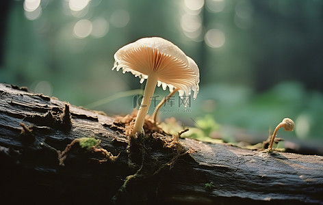 树干背景图片_从树干上长出的单个蘑菇