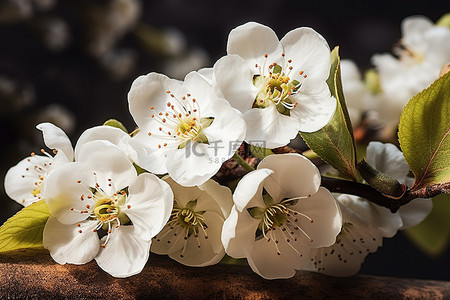 中秋菊盛开背景图片_苹果树枝上的白色花朵