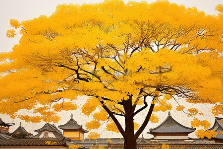 寺庙后面公园里的黄树