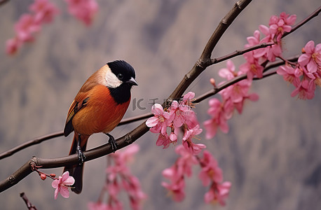 坐在树枝背景图片_橙色红衣主教坐在树枝上，粉红色的花朵盛开
