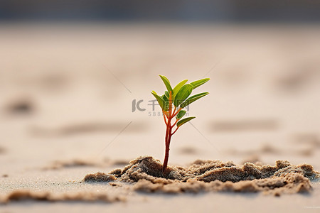 干旱的土地背景图片_沙子里发芽的幼苗