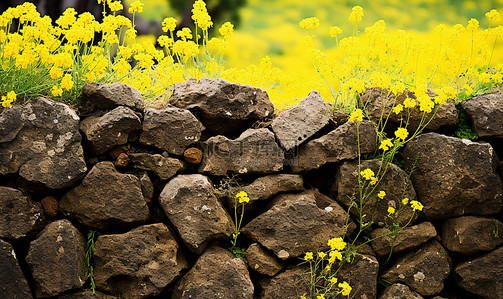 油菜花田背景背景图片_背景中有黄色花朵的石墙