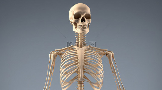 站立骨骼背景图片_男性身体结构 3d 骨架的插图
