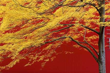 红色黄色枫叶背景图片_黄色树后面的明亮的红色墙壁