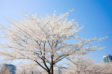 韩国首尔天空下的开花树