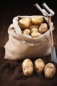 马铃薯种植背景图片_袋装马铃薯种植用