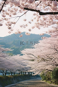 柏林博物馆岛背景图片_日本鹿儿岛开花的樱花树和山脉