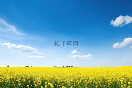 油菜花田背景背景图片_晴朗的天空前的油菜田