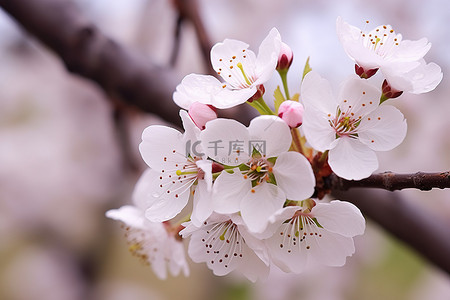 樱花树枝背景图片_盛开的樱花树枝塞进树框