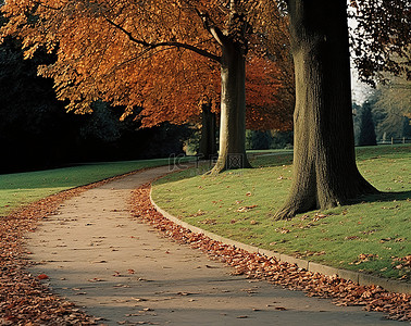公园里的一条小路，草坪上有树叶