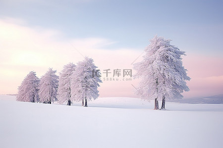 冬季景观的图像，树木被雪覆盖