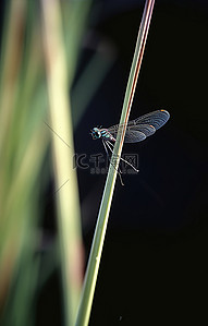 一只蓝色蜻蜓栖息在芦苇秆上