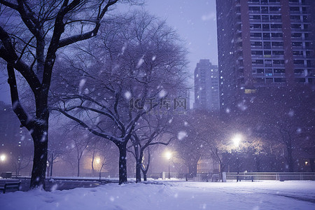 当雪从摩天大楼落下时，一棵树和路灯