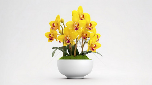 黄色兰花背景图片_黄色兰花盆栽在白色背景上的 3d 渲染