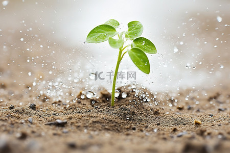 树苗浇水长大背景图片_沙丘中生长的作物发芽作物的浇水