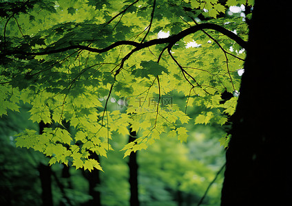 春天的树林背景图片_树林里的一棵绿树，黑暗