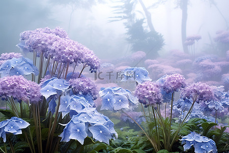 鲜花紫色背景图片_雾中的一束紫色鲜花