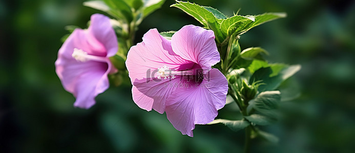 芙蓉花盛开，叶子和绿叶