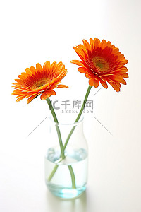 两朵橙色的花坐在白色表面的花瓶里