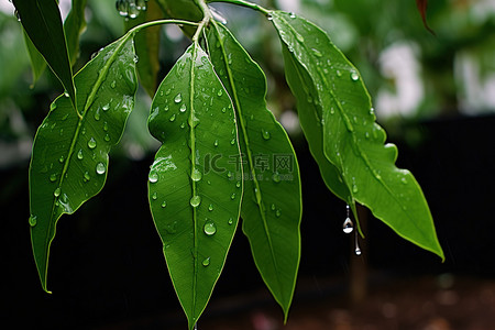 雨伞背景图片_雨滴从雨伞上滴下来