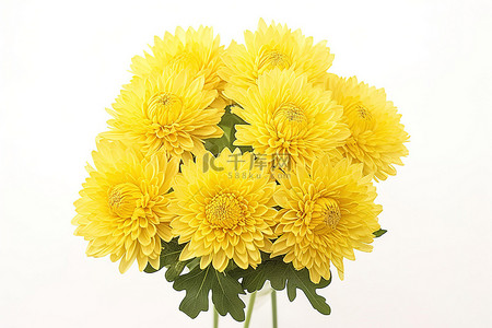 菊花背景图片_白色背景上的黄色菊花