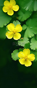 壁纸绿叶背景图片_绿叶壁纸上的黄色花朵