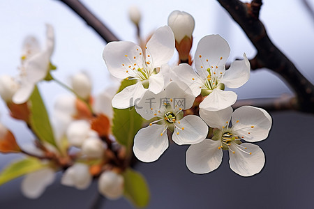 白梨花背景图片_树上的白苹果花