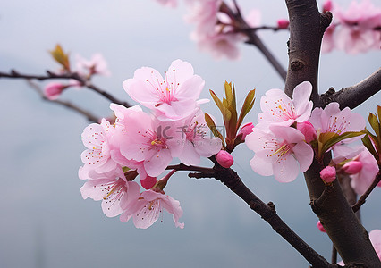 水边杏树的粉红色花朵