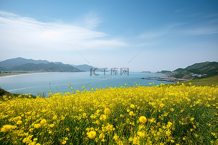 黄色的海洋背景图片_黄色的花朵在平坦的田野上俯瞰着海洋